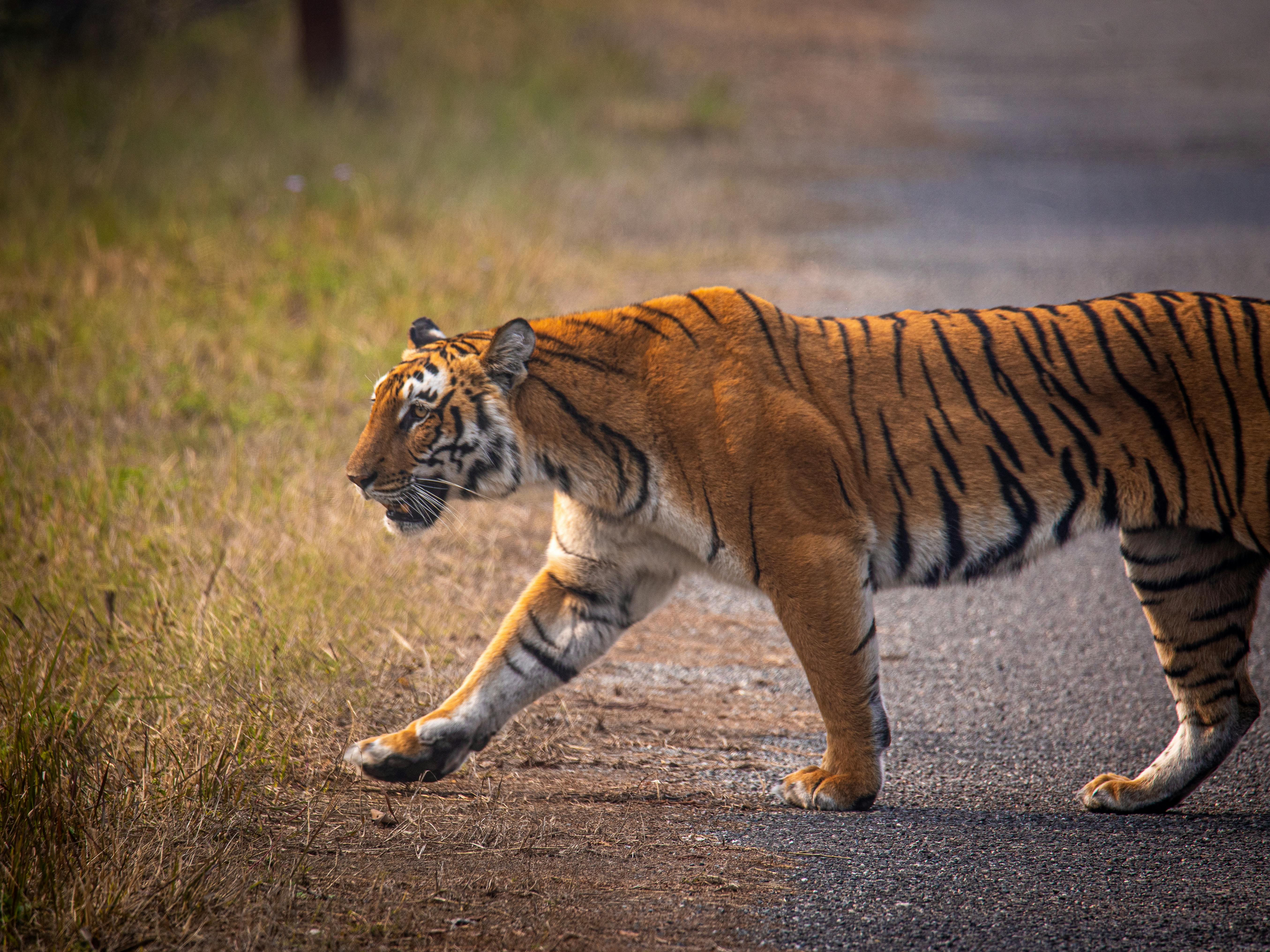 Bengal Tiger in Kheoni Wildlife Sanctuary